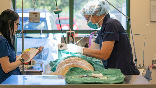 Veterinarian in surgery at VCA Callfield Animal Hospital