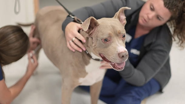 Veterinary staff with brown dog