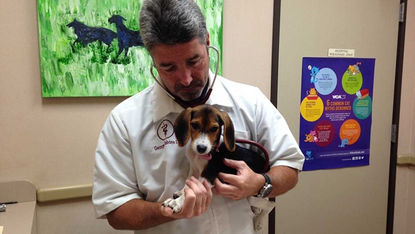Dr. Tabone with a puppy at VCA DeSoto