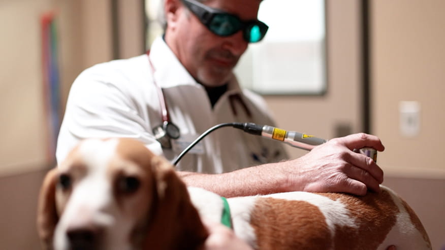 VCA Desoto Vet with Dog