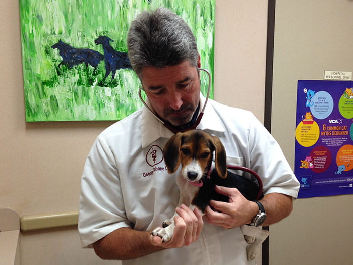 George Tab. One VCA DeSoto Animal Hospital | Staff Page