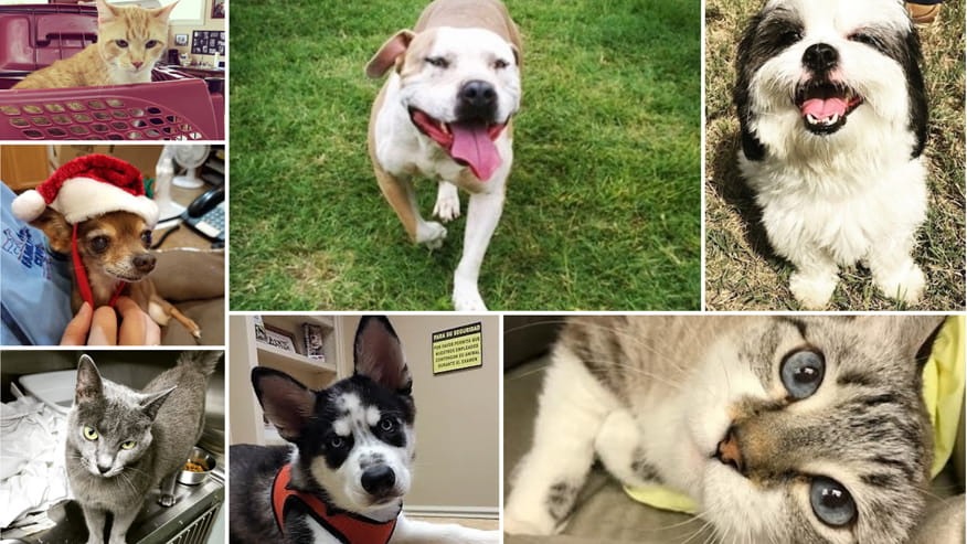 876x493 elgin boarding