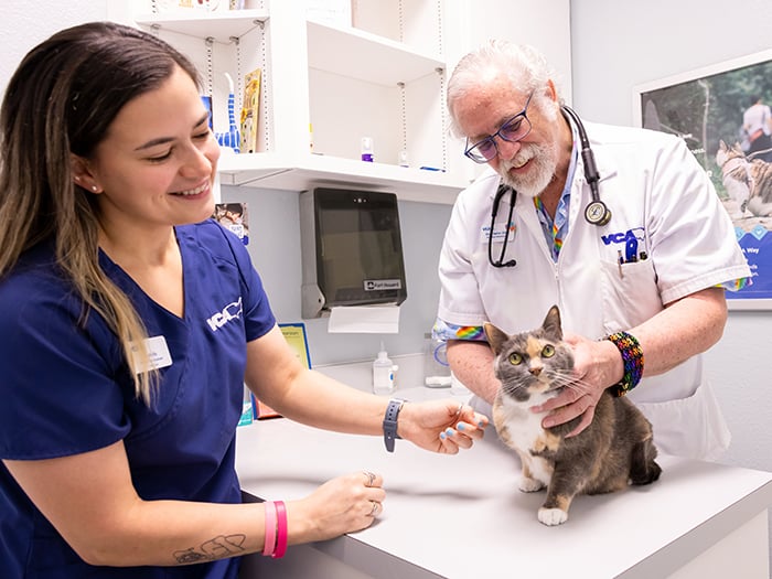 Technician and veterinarian with cat at VCA Health Associates