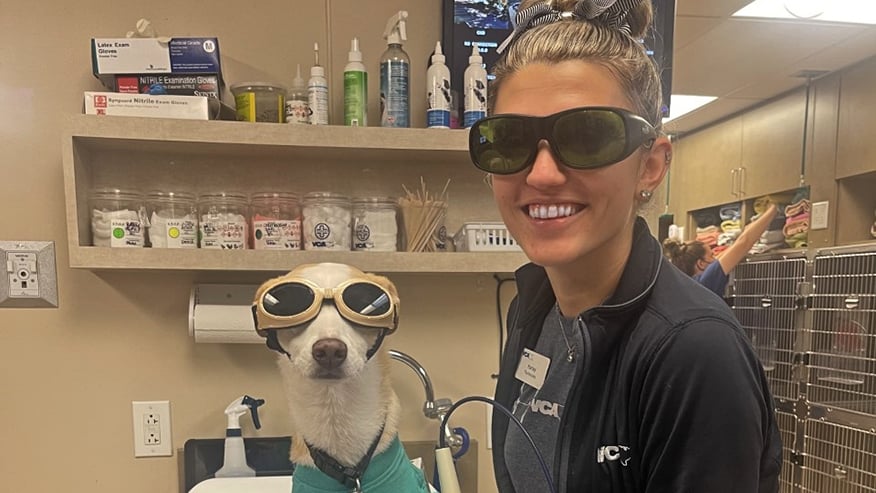 VCA Kingwood Cold Laser Therapy