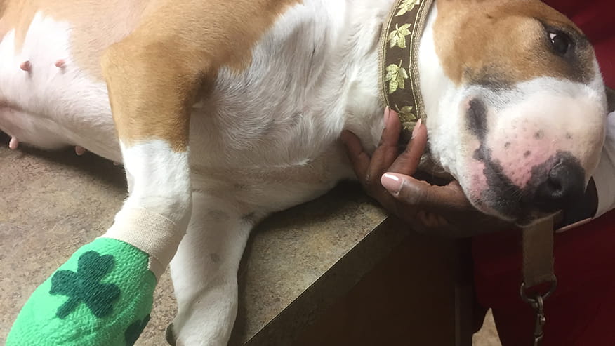 Orthopedic Surgery at VCA Lovers Lane Animal Hospital