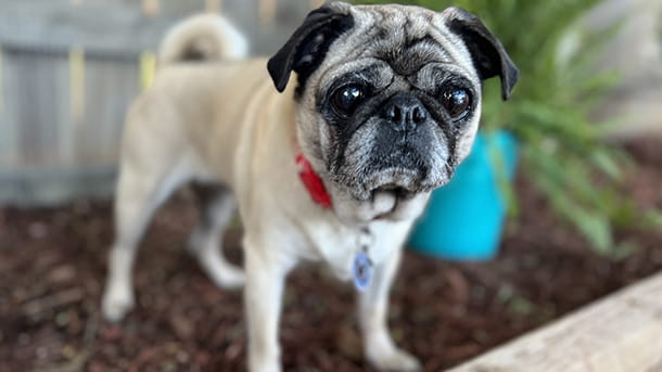 Pug Rescue of Austin
