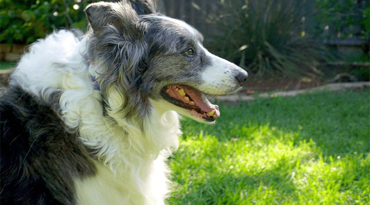Freedom Collie Rescue
