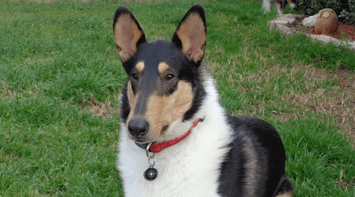 Houston Collie Rescue