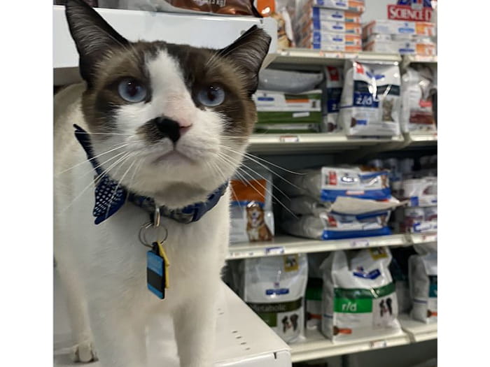 Toast the Inventory Manager Cat