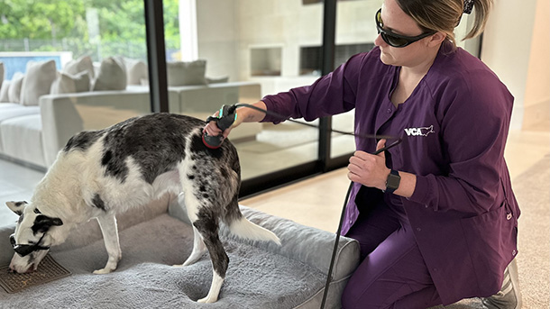 Cold Laser Therapy at VCA Park Cities Animal Hospital