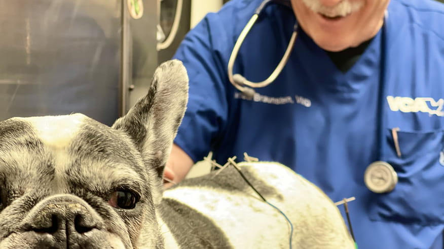 Dog with Vet at VCA Park Cities