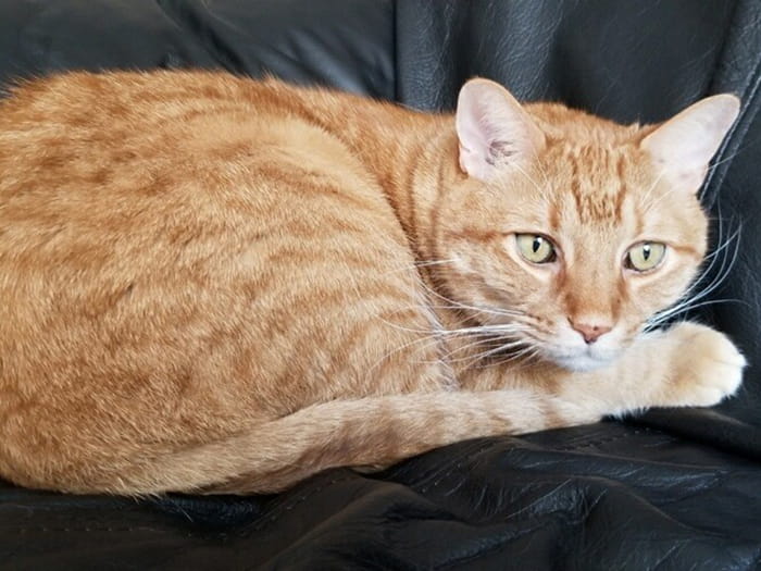 Mikel Allen Staff Photo 2022