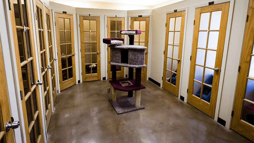 Cat Boarding at VCA Premier