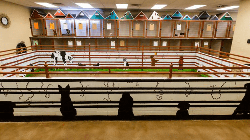 Climate Controlled Boarding at VCA Premier