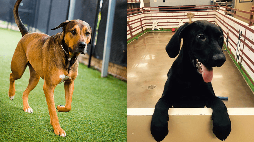 Doggy Day Care at VCA Premier