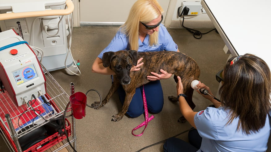 VCA Premier Animal and Pet Resort Cold Laser Therapy