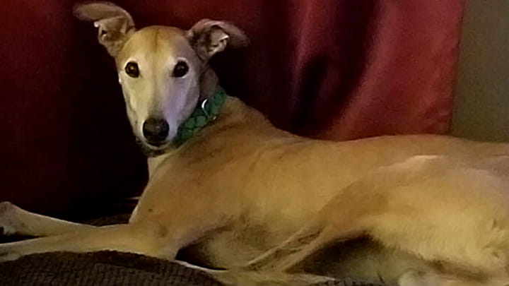 Greyhound Adoption League Community Partner Photo