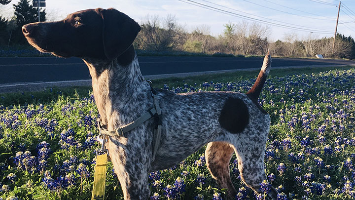 German Shorthaired Pointer Rescue of Texas