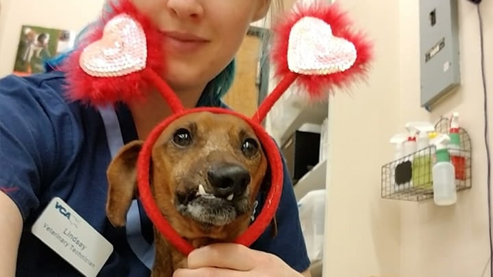 All Texas Dachshund Resue