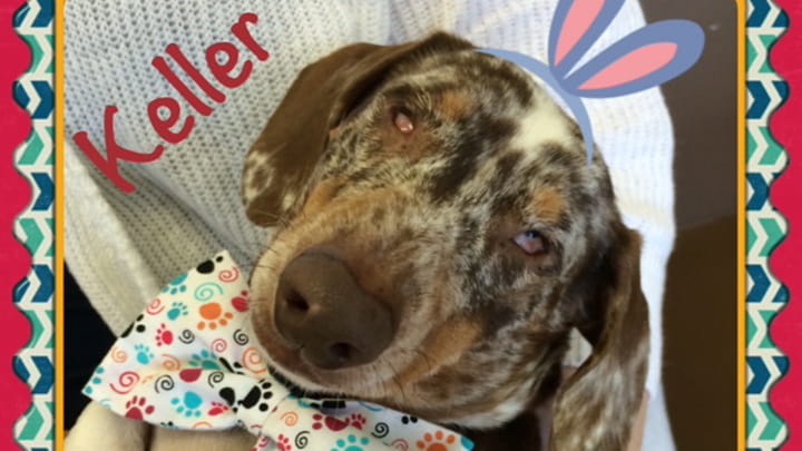 Dimond Dachshund Rescue