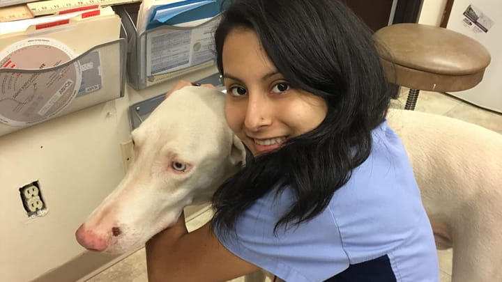 Greyhound Adoption League of Texas