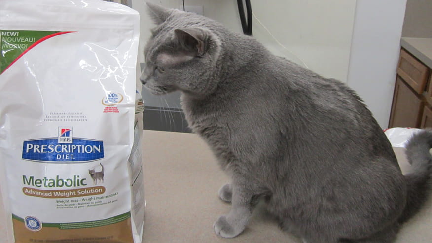 VCA Tanglewood Animal Hospital Preventive Care