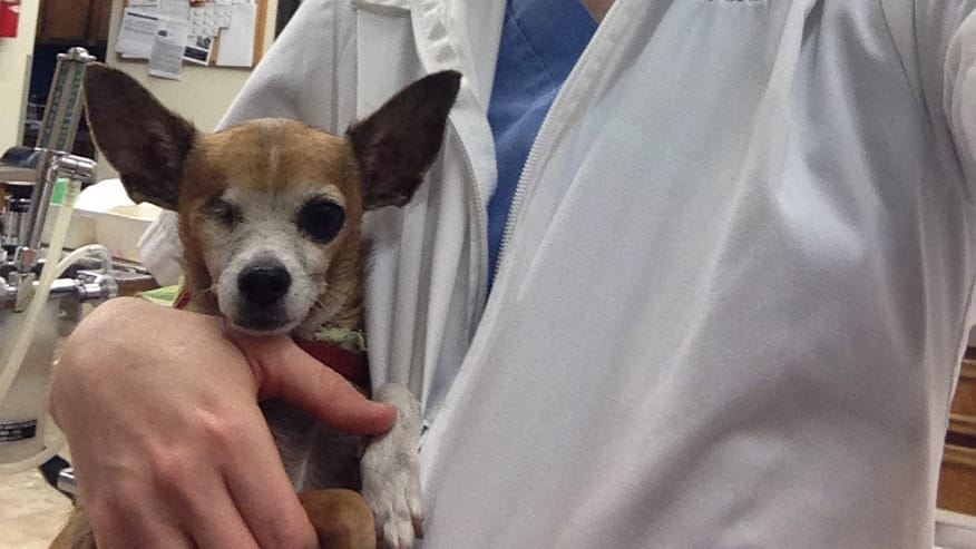 VCA Tanglewood Animal Hospital Preventive Care