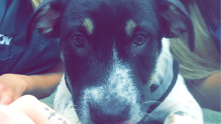 VCA Tanglewood Animal Hospital Preventive Care