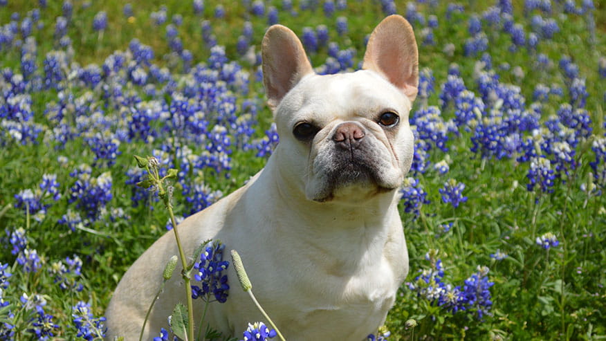 876x493 tanglewoodTX Dermatology