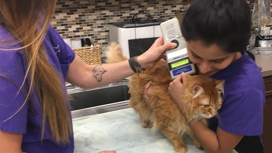 VCA Tanglewood Animal Hospital Microchipping