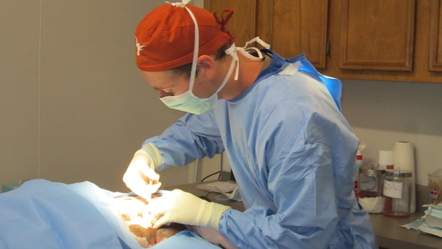 VCA Tanglewood Animal Hospital Surgery