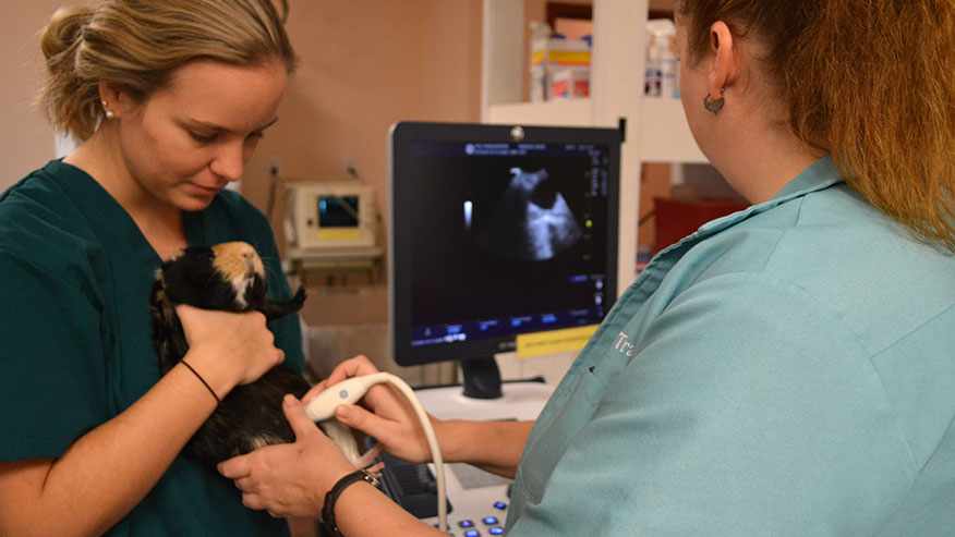 VCA Tanglewood Animal Hospital Ultrasound