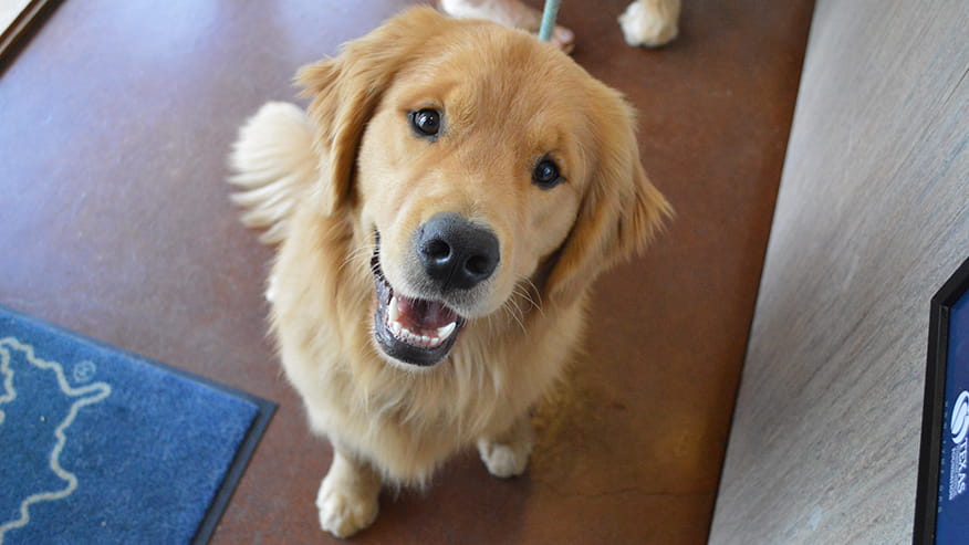 876x493 tanglewood Health