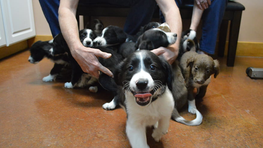 876x493 tanglewood Puppies