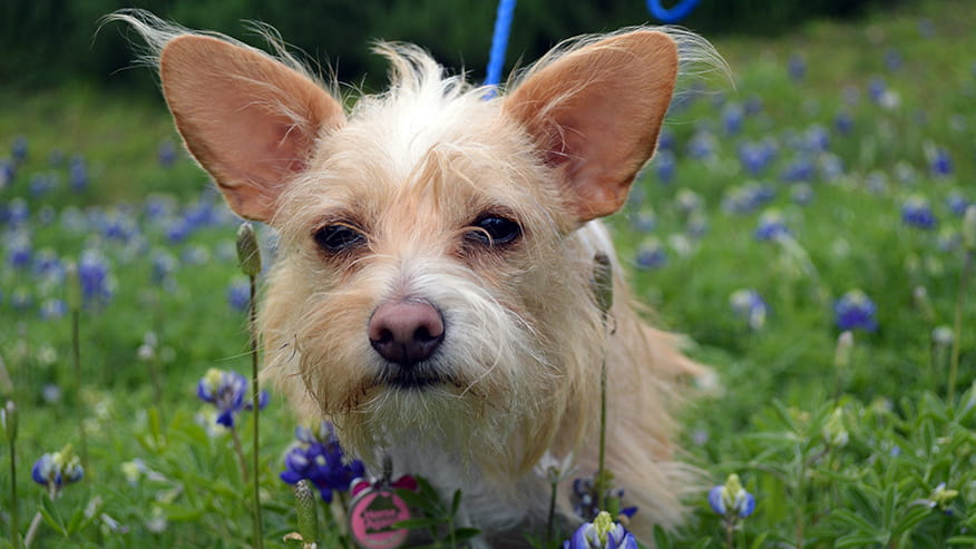 876x493 tanglewood Wellness