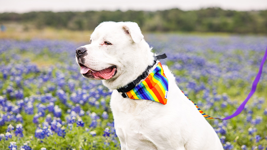White dog with rainbow bandana sitting in a field of purple flowers in Austin, TX