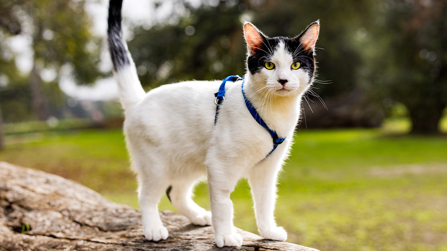 At cat in a blue harness standing on a tree branch