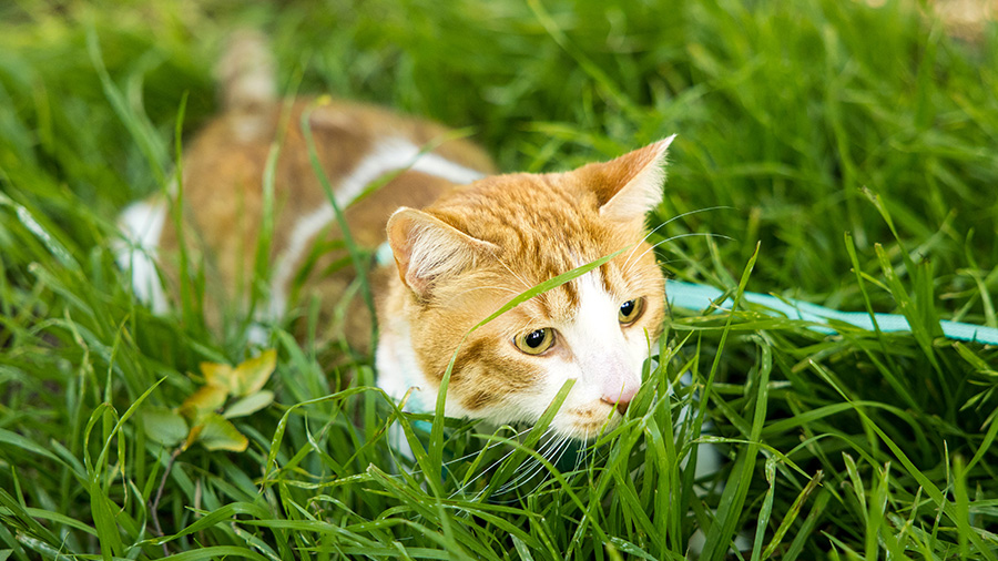 Orange and white tabby cat sitting in the grass