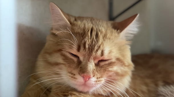 Orange tabby cat at VCA Willow Creek Pet Center