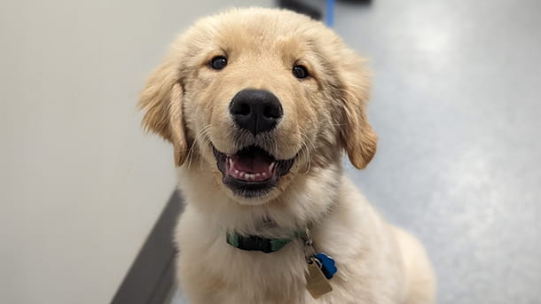 Fluffy puppy at VCA Willow Creek Pet Center