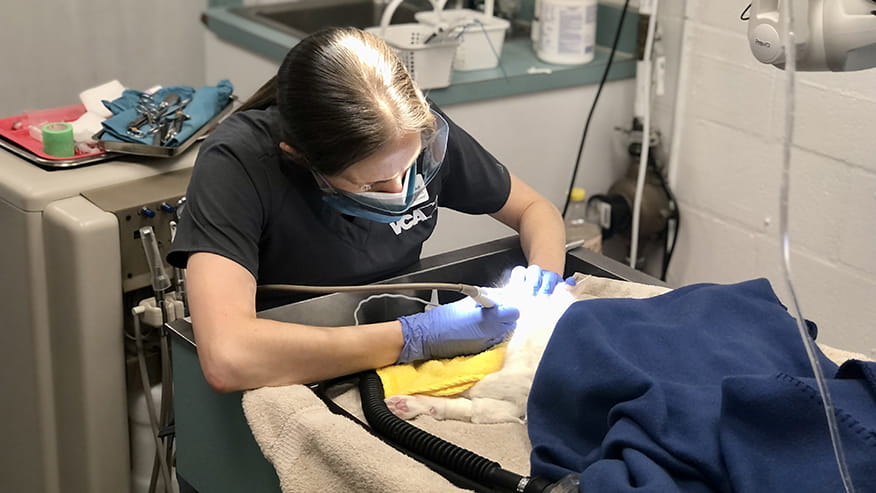 Beacon Hill Dental Care