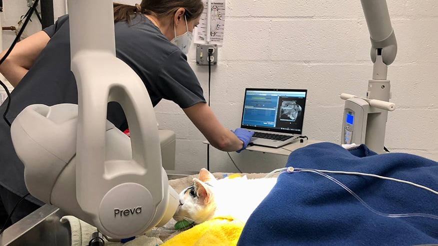 Cat getting dental X-Rays