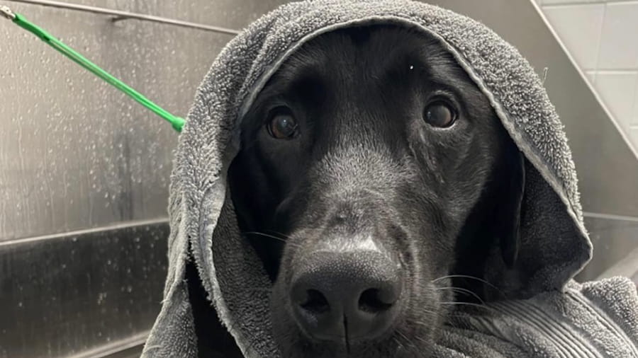 Dog with a towel