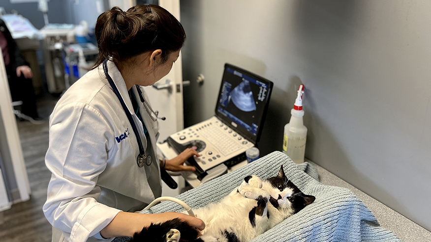 Cat ultrasound at VCA Chancellor Animal Hospital