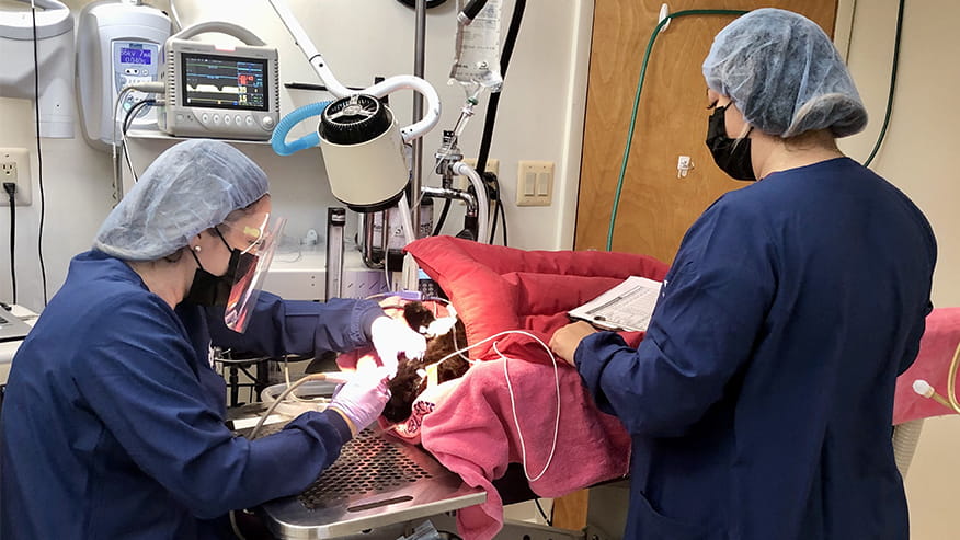 Commonwealth Dentistry 