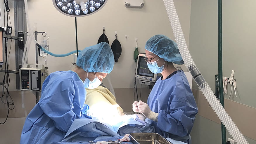 Old Town Soft Tissue Surgery