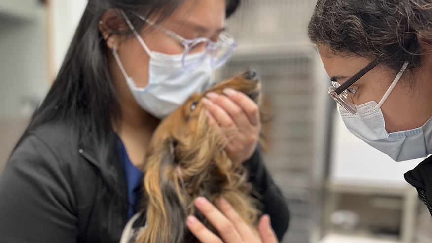 Veterinary Staff With Dog at VCA University Veterinary Clinic