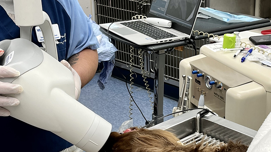 Dental X-Ray at VCA University Veterinary Clinic