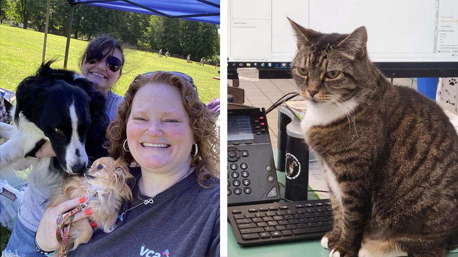 Collage of VCA Pacific Avenue Animal Hospital Associates at booth and office cat