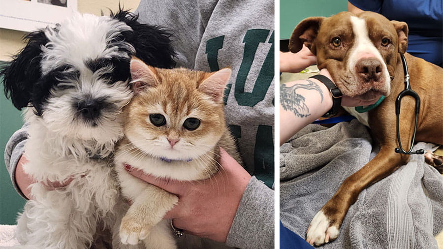 Collage of Pets at VCA Pacific Avenue Animal Hospital